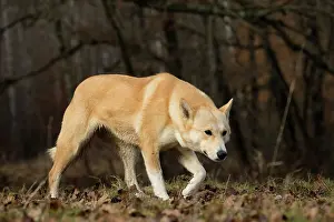 Canaan: Dog Canaan