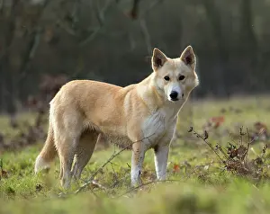 Canaan: Dog Canaan
