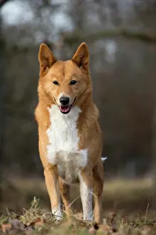 Canaan: Dog Canaan