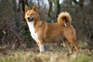Canaan: Dog Canaan