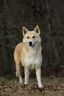 Canaan: Dog Canaan