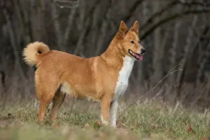 Canaan: Dog Canaan