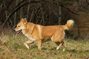 Canaan: Dog Canaan