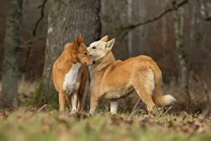 Canaan: Dog Canaan