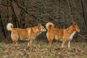 Canaan: Dog Canaan