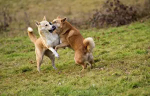 Canaan: Dog Canaan play fighting