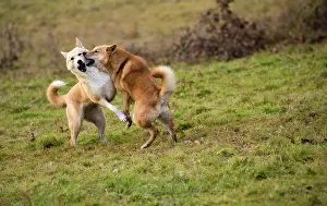 Canaan: Dog Canaan play fighting