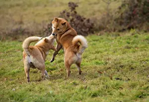 Canaan: Dog Canaan play fighting