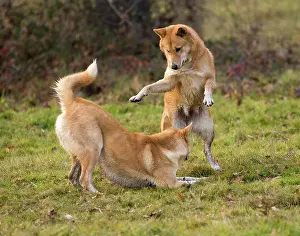 Canaan: Dog Canaan play fighting
