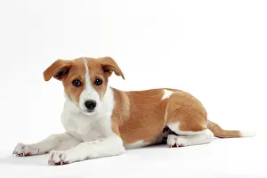 Canaan: Dog Canaan puppy