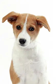 Canaan: Dog Canaan puppy