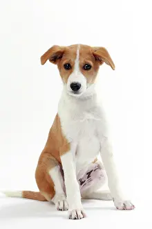 Canaan: Dog Canaan puppy