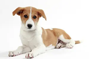 Canaan: Dog Canaan puppy