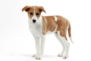 Canaan: Dog Canaan puppy
