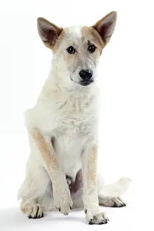 Canaan: Dog Canaan puppy