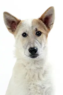 Canaan: Dog Canaan puppy