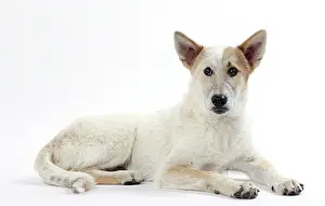 Canaan: Dog Canaan puppy