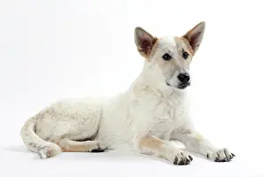 Canaan: Dog Canaan puppy