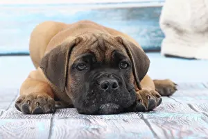 Corso: Dog Cane Corso