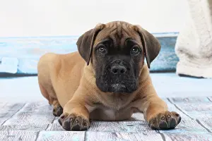 Corso: Dog Cane Corso