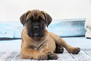Corso: Dog Cane Corso