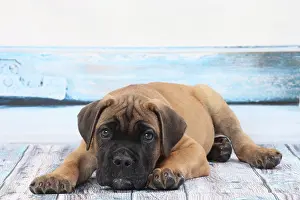 Corso: Dog Cane Corso