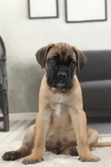 Corso: Dog Cane Corso