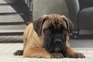 Corso: Dog Cane Corso