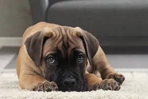 Corso: Dog Cane Corso