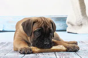 Corso: Dog Cane Corso