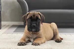 Corso: Dog Cane Corso