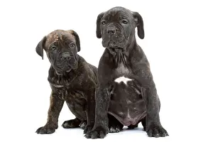 Mastiffs: Dog - Cane Corso Dog (Italian Guard Dog)