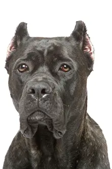 Mastiffs: Dog - Cane Corso Dog (Italian Guard Dog)