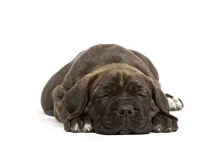 Mastiffs: Dog - Cane Corso Dog (Italian Guard Dog) - lying