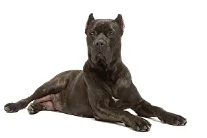 Mastiffs: Dog - Cane Corso Dog (Italian Guard Dog) - lying down