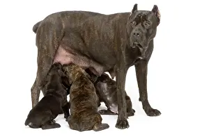 Mastiffs: Dog - Cane Corso Dog (Italian Guard Dog) - mother
