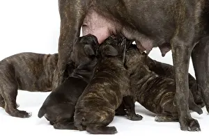 Mastiffs: Dog - Cane Corso Dog (Italian Guard Dog) - mother