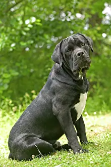 Corso: DOG - Cane Corso / Italian Mastiff