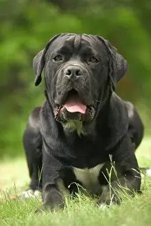 Corso: DOG - Cane Corso / Italian Mastiff
