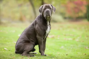 Corso: DOG - Cane Corso / Italian Mastiff