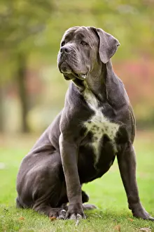 Corso: DOG - Cane Corso / Italian Mastiff