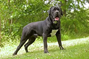 Corso: DOG - Cane Corso / Italian Mastiff, standing