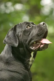 Corso: DOG - Cane Corso / Italian Mastiff - side view of head