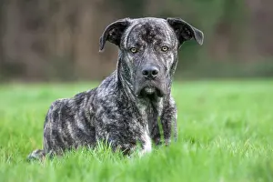 Mastiffs: Dog Cane Corso and Neapolitan Mastiff crossbreed