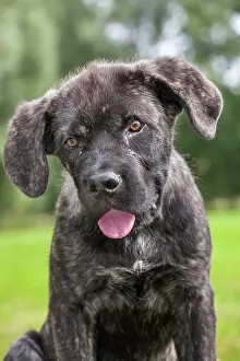 Mastiffs: Dog - Cane Corso X Neapolitan Mastiff / Italian Mastiff