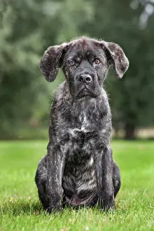 Mastiffs: Dog - Cane Corso X Neapolitan Mastiff / Italian Mastiff