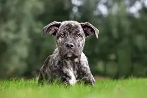 Mastiffs: Dog - Cane Corso X Neapolitan Mastiff / Italian Mastiff
