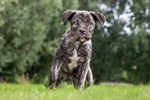 Mastiffs: Dog - Cane Corso X Neapolitan Mastiff / Italian Mastiff