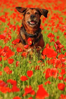 Papaver: Dog (Canis familiaris) leaping into a field of poppies