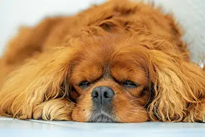 Sleep: Dog (Canis lupus familiaris) of the breed Cavalier